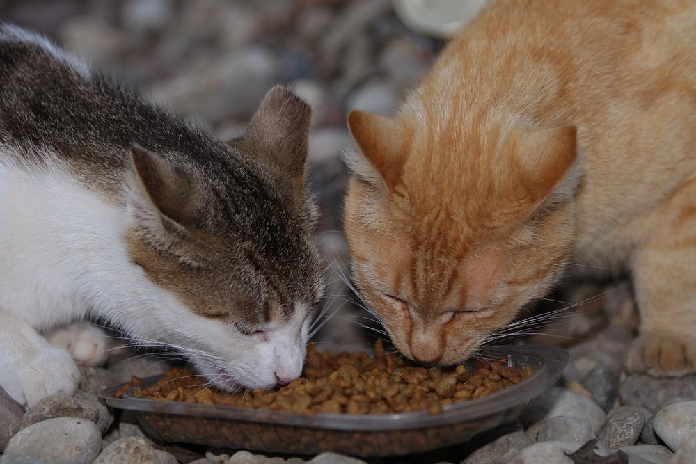 Wet vs. Dry Food: Which is Healthier for Cats?