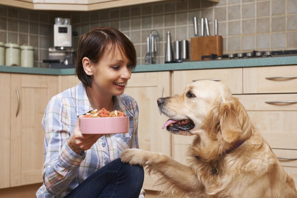 Is Dry or Wet Canned Food Better for Dogs?