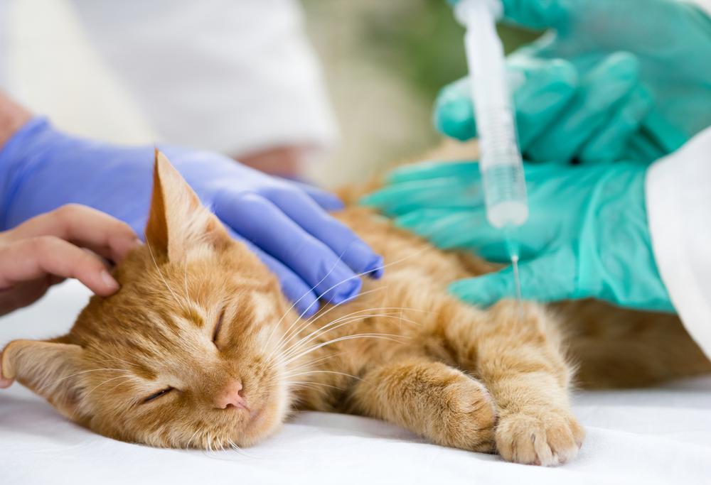 Pet Diabetes: Canine and Feline Diabetes Mellitus